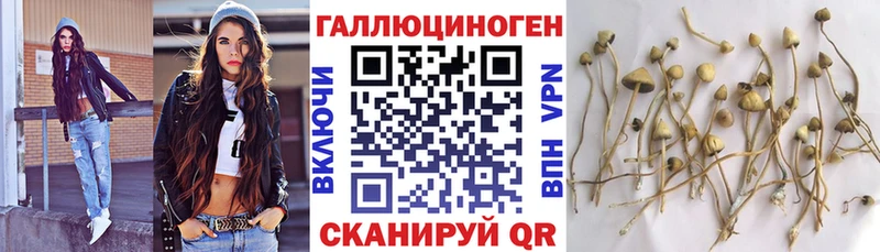 Купить где  Кремёнки  Псилоцибиновые грибы Psilocybe 
